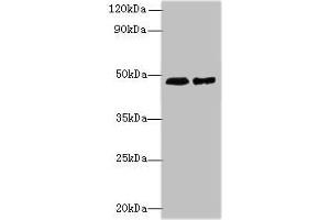 Western blot All lanes: AARSD1 antibody at 0.