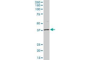 MSI1 MaxPab rabbit polyclonal antibody. (MSI1 antibody  (AA 1-362))