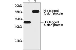 Image no. 1 for anti-His Tag (C-Term) antibody (ABIN294958) (His Tag antibody  (C-Term))
