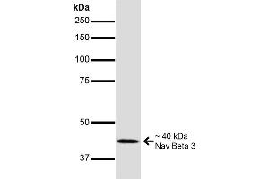 Western Blot analysis of Mouse Brain showing detection of ~40 kDa Nav Beta 3 protein using Mouse Anti-Nav Beta 3 Monoclonal Antibody, Clone S396-29 (ABIN6932446).