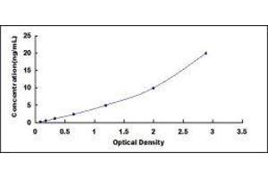 ELISA image for Cystatin C (CST3) ELISA Kit (ABIN415403)