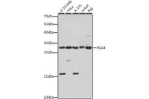 Western blot analysis of extracts of various cell lines, using RGS4 antibody (ABIN7269898) at 1:1000 dilution. (RGS4 antibody  (AA 1-100))