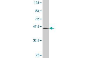 Western Blot detection against Immunogen (45. (PTPN22 antibody  (AA 1-179))