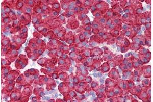 Anti-MDA5 antibody IHC staining of human pancreas. (IFIH1 antibody  (C-Term))