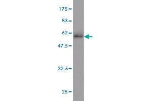 Western Blot detection against Immunogen (48. (ATF2 antibody)