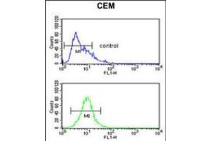 Flow cytometric analysis of CEM cells (bottom histogram) compared to a negative control cell (top histogram). (FUT1 antibody  (AA 164-195))
