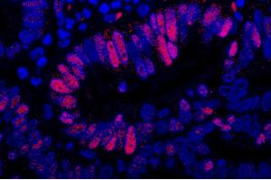 Immunofluorescence (IF) image for Rabbit anti-Goat IgG (Heavy & Light Chain) antibody (DyLight 594) - Preadsorbed (ABIN7447007)