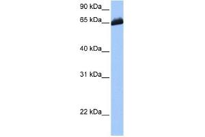 C19ORF21 antibody used at 1 ug/ml to detect target protein. (C19orf21 antibody  (C-Term))