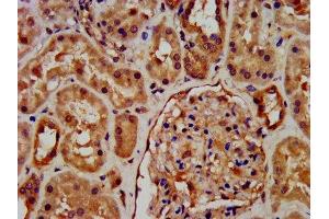IHC image of ABIN7168264 diluted at 1:600 and staining in paraffin-embedded human kidney tissue performed on a Leica BondTM system. (RNF7 antibody  (AA 2-113))