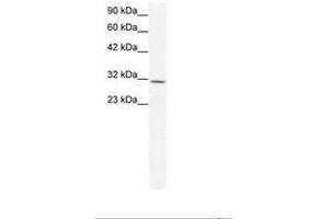 Image no. 3 for anti-Claudin 17 (CLDN17) (AA 103-152) antibody (ABIN202084) (Claudin 17 antibody  (AA 103-152))