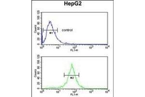 UB Antibody (N-term) (ABIN652775 and ABIN2842510) flow cytometric analysis of HepG2 cells (bottom histogram) compared to a negative control cell (top histogram).