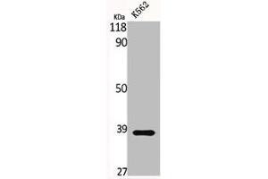 Western Blot analysis of K562 cells using Gads Polyclonal Antibody (GRAP2 antibody  (Internal Region))