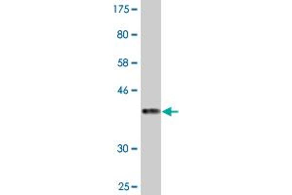 KIF16B antibody  (AA 65-174)