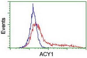 Flow Cytometry (FACS) image for anti-Aminoacylase 1 (ACY1) antibody (ABIN1496457) (Aminoacylase 1 antibody)