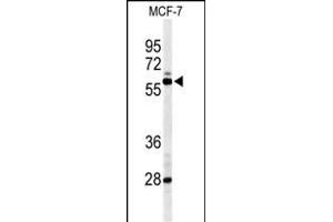 Western blot analysis of NR1H3 Antibody (Center) (ABIN653910 and ABIN2843147) in MCF-7 cell line lysates (35 μg/lane). (NR1H3 antibody  (AA 226-253))