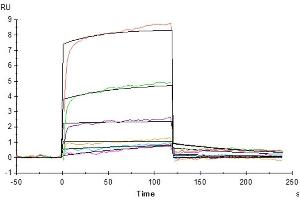 Surface Plasmon Resonance (SPR) image for Interleukin 20 Receptor alpha (IL20RA) (AA 33-253) protein (Fc Tag) (ABIN7274931)