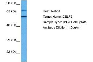 Host: Rabbit Target Name: CELF2 Sample Tissue: Human U937 Whole Cell lysates Antibody Dilution: 1ug/ml (CELF2 antibody  (N-Term))