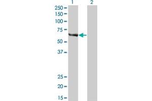 Western Blot analysis of FANCC expression in transfected 293T cell line by FANCC monoclonal antibody (M01), clone 6E7.
