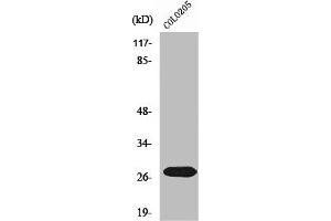 Western Blot analysis of COLO205 cells using NRIP3 Polyclonal Antibody