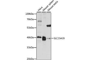 Western blot analysis of extracts of various cell lines, using SLC25 antibody (ABIN7270438) at 1:1000 dilution. (SLC25A39 antibody  (AA 170-250))