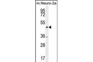 CTBP1 Antibody (C-term) (ABIN654880 and ABIN2844534) western blot analysis in mouse Neuro-2a cell line lysates (35 μg/lane). (CTBP1 antibody  (C-Term))