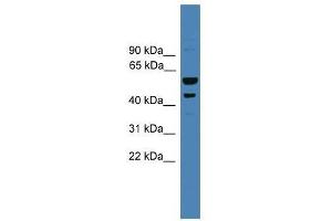 SERPINB2 antibody used at 0.