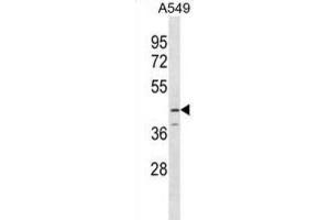 Western Blotting (WB) image for anti-serpin Peptidase Inhibitor, Clade B (Ovalbumin), Member 12 (SERPINB12) antibody (ABIN3000181)