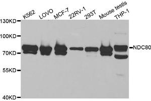 Western blot analysis of extracts of various cell lines, using NDC80 antibody (ABIN5973139) at 1/1000 dilution. (NDC80 antibody)