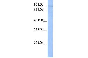 SUN1 antibody  (N-Term)