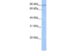 WB Suggested Anti-UNC84A Antibody Titration:  0.