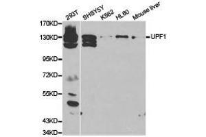 Western Blotting (WB) image for anti-UPF1 Regulator of Nonsense Transcripts Homolog (UPF1) antibody (ABIN1875284) (RENT1/UPF1 antibody)