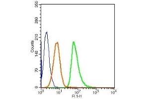 Human HepG2 cells probed with Rabbit Anti-Caspase 3 Polyclonal Antibody (Caspase 3 antibody  (AA 60-100))