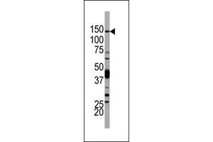 Western blot analysis of anti-PI3KCD Antibody (N-term) Pab ((ABIN392564 and ABIN2842107)) in 293 cell line lysates. (PIK3CD antibody  (N-Term))