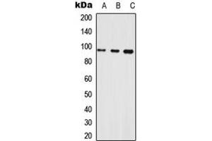 Western blot analysis of Neuroligin 1 expression in HEK293T (A), Raw264. (Neuroligin 1 antibody  (Center))