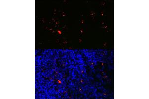 Immunofluorescence analysis of mouse spleen using RN Rabbit pAb (ABIN6131626, ABIN6146986, ABIN6146987 and ABIN6225283) at dilution of 1:100 (40x lens).