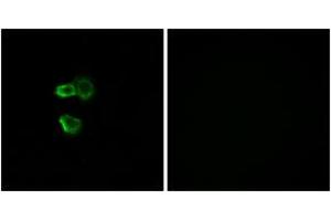 Immunofluorescence analysis of MCF7 cells, using OR56B4 Antibody. (OR56B4 antibody  (AA 241-290))