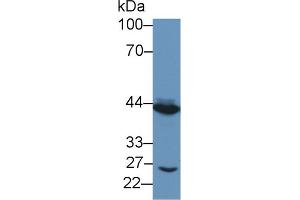 Western Blot; Sample: Porcine Small intestine lysate; Primary Ab: 1µg/ml Rabbit Anti-Human TACR2 Antibody Second Ab: 0. (TACR2 antibody  (AA 92-290))