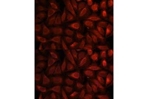 Immunofluorescence analysis of U-2 OS cells using PEBP1 antibody (ABIN3021007, ABIN3021008, ABIN3021009 and ABIN6213891) at dilution of 1:100. (PEBP1 antibody  (AA 1-187))