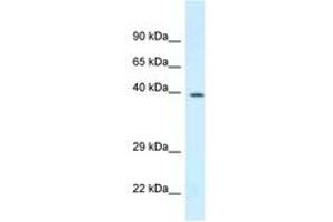 Image no. 1 for anti-D4, Zinc and Double PHD Fingers, Family 3 (DPF3) (N-Term) antibody (ABIN6747723) (DPF3 antibody  (N-Term))