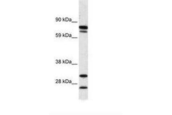 ZNF606 antibody  (AA 38-87)