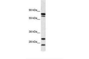 Image no. 1 for anti-Zinc Finger Protein 606 (ZNF606) (AA 38-87) antibody (ABIN6736011)
