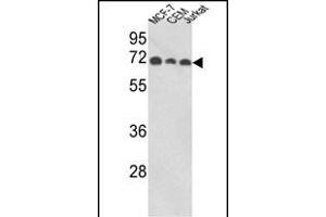 Western blot analysis of ABI1 Antibody (N-term) (ABIN652475 and ABIN2842323) in MCF-7, CEM, Jurkat cell line lysates (35 μg/lane). (ABI1 antibody  (N-Term))