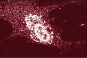 Immunofluorescence staining of WI-38 cells (human lung fibroblasts, ATCC CCL-75). (APBA3 antibody  (AA 63-185))