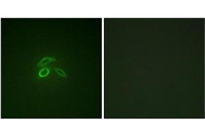 Immunofluorescence (IF) image for anti-Mucin 1 (MUC1) (pTyr1229) antibody (ABIN7138924)