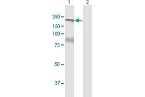 Western Blot analysis of FHOD1 expression in transfected 293T cell line by FHOD1 MaxPab polyclonal antibody. (FHOD1 antibody  (AA 1-1164))