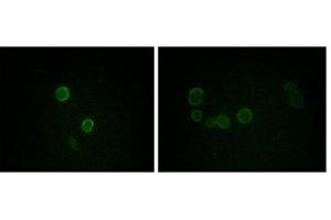 Immunofluorescence analysis of methanol-fixed L-02 (left) and Cos7 (right) cells using ApoM antibody showing cytoplasmic and membrane localization. (Apolipoprotein M antibody)