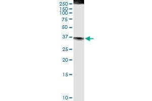 Immunoprecipitation of FASLG transfected lysate using anti-FASLG MaxPab rabbit polyclonal antibody and Protein A Magnetic Bead , and immunoblotted with FASLG MaxPab mouse polyclonal antibody (B01) . (FASL antibody  (AA 1-281))