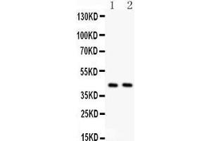 Observed bind size: 42KD (STING/TMEM173 antibody  (C-Term))