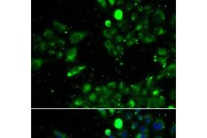 Immunofluorescence analysis of U2OS cells using UQCRFS1 Polyclonal Antibody (UQCRFS1 antibody)