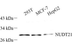 Western blot analysis of NUDT21 (ABIN7074927) at dilution of 1: 500 (NUDT21 antibody)